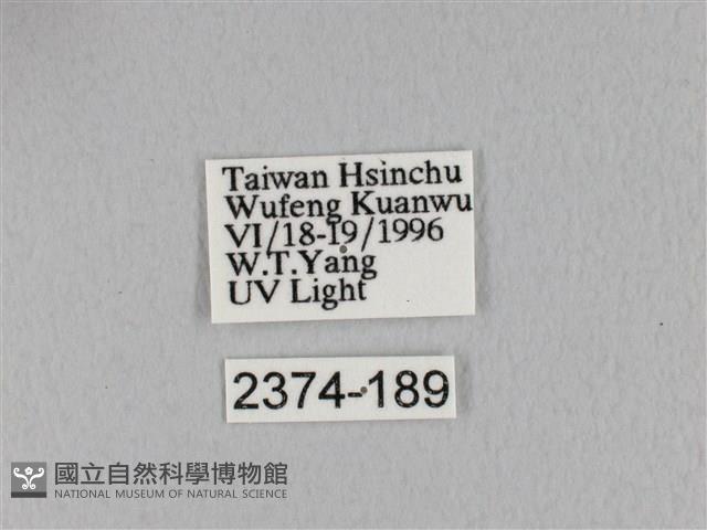 褐斜帶枯葉蛾藏品圖，第3張