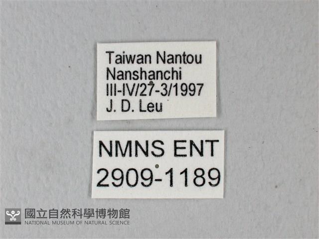 橙端粉蝶、端紅蝶藏品圖，第3張