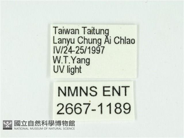 叉紋閃舞蛾藏品圖，第3張