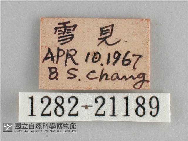 臺灣黛眼蝶藏品圖，第3張