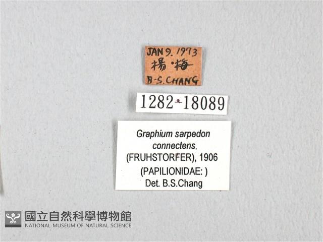 青帶鳳蝶藏品圖，第3張