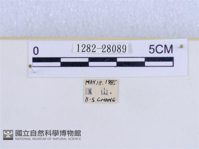 巨網燈蛾藏品圖，第3張