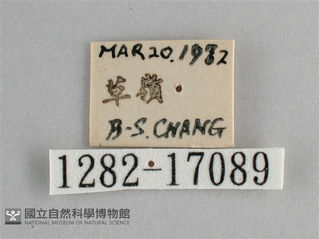 斐豹蛺蝶藏品圖，第3張