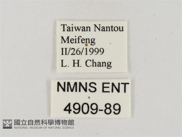 蓬萊黃斑弄蝶藏品圖，第3張