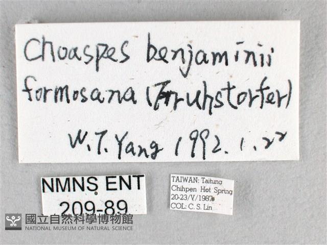 綠弄蝶藏品圖，第3張