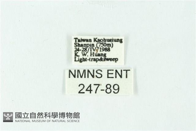 三色豔苔蛾藏品圖，第3張