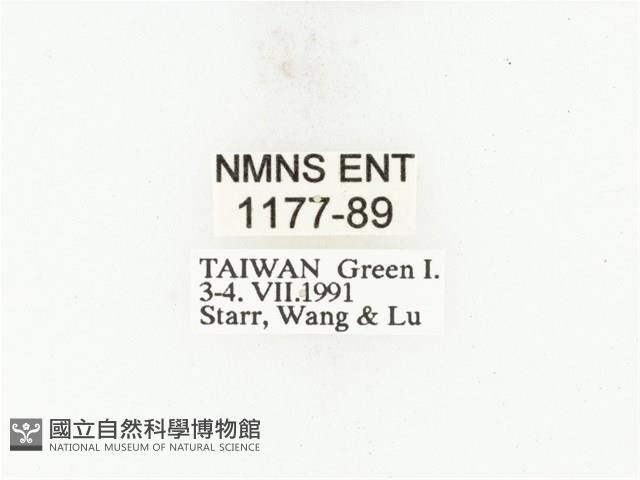 藍艷白點花金龜藏品圖，第2張