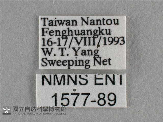 散紋盛蛺蝶藏品圖，第3張