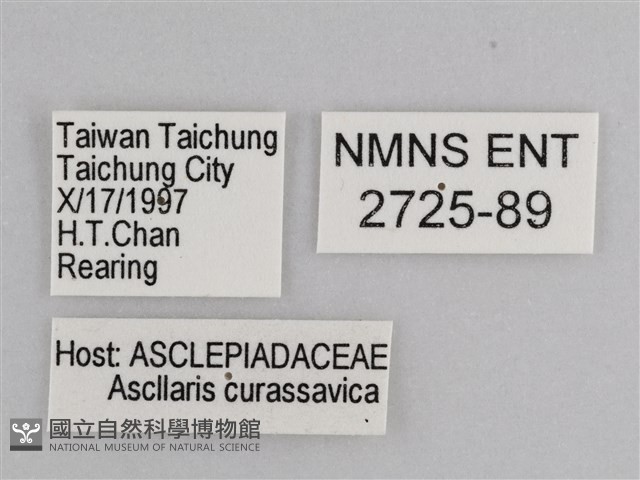 樺斑蝶藏品圖，第3張