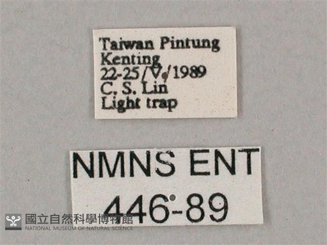 斜綠天蛾藏品圖，第3張