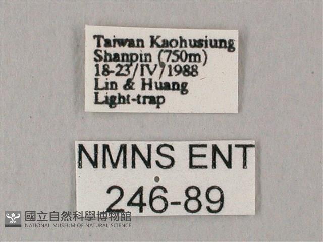 白點天蛾 藏品圖，第3張