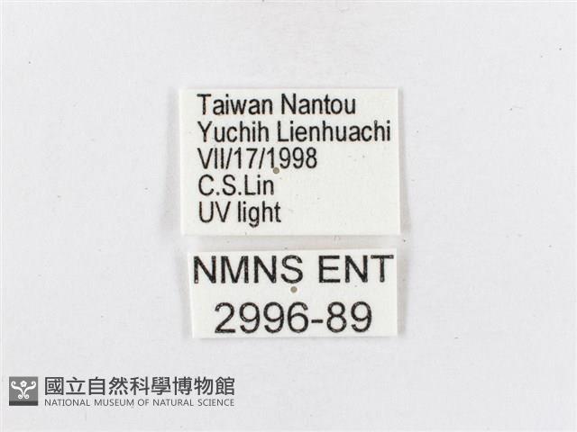 蓬萊茶斑蛾藏品圖，第3張