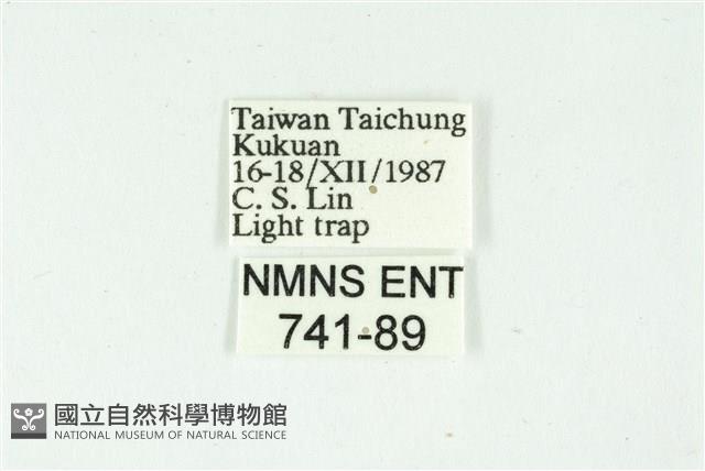 白斑散紋夜蛾藏品圖，第3張