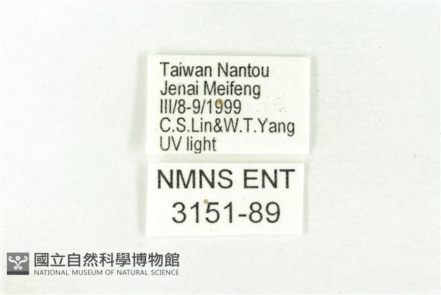 樹形尺蛾藏品圖，第3張