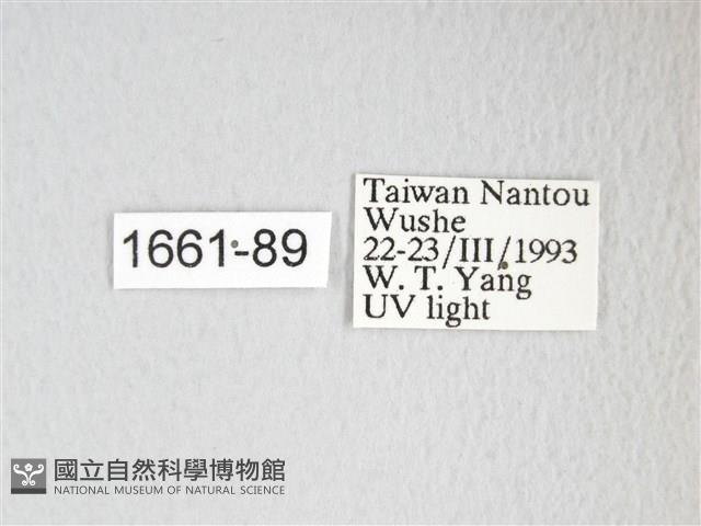 圓翅大鉤蛾藏品圖，第3張