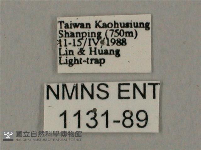 臺灣鋸翅天蛾藏品圖，第3張