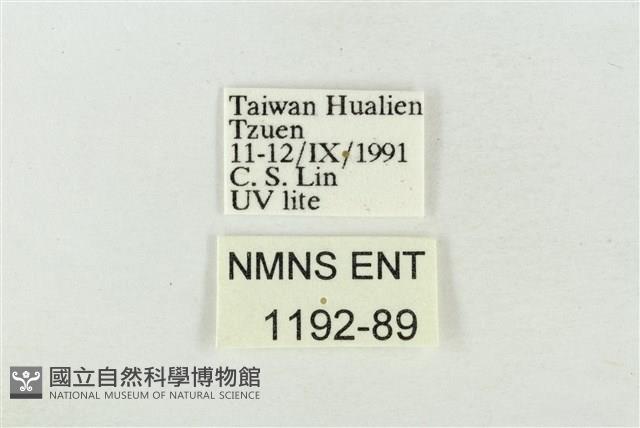 印華波紋蛾藏品圖，第3張