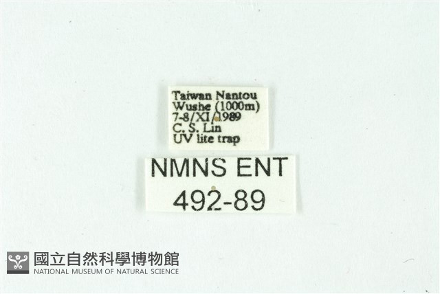 三條橙燈蛾藏品圖，第3張