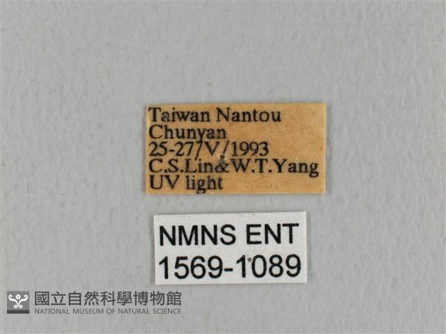 青枯葉蛾藏品圖，第3張