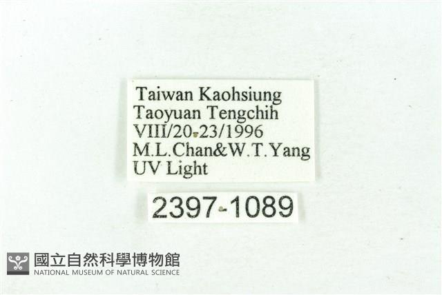 臺雪苔蛾藏品圖，第3張