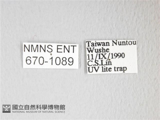 圓翅大鉤蛾藏品圖，第3張