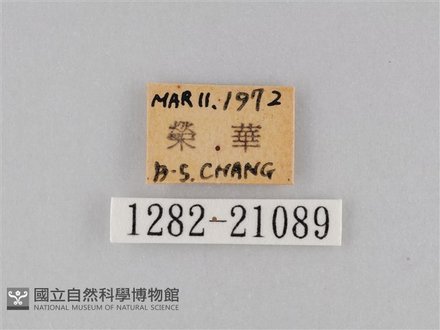 小波眼蝶藏品圖，第3張