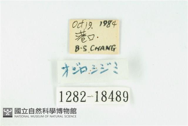 奇波灰蝶藏品圖，第3張