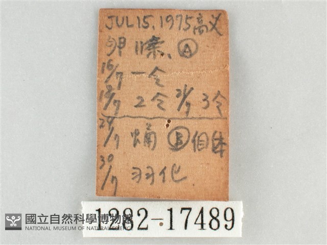 網絲蛺蝶、石牆蝶藏品圖，第3張