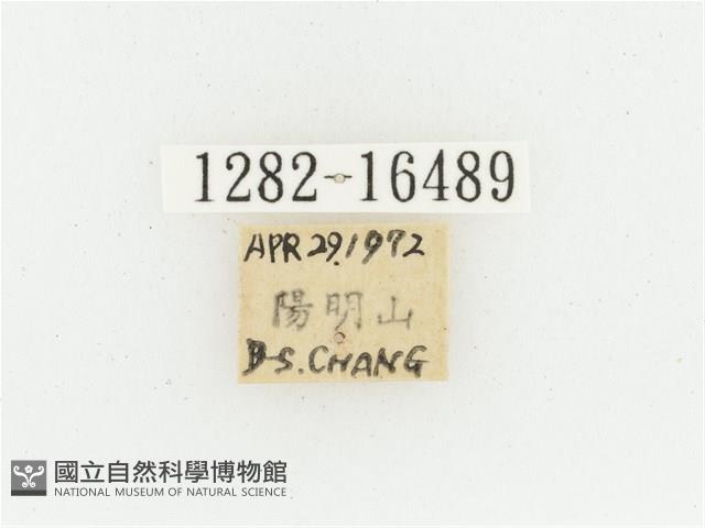 黃肩長腳花金龜藏品圖，第2張