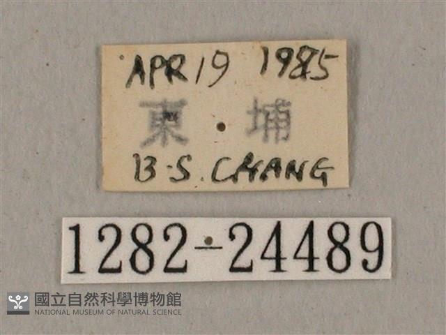 黑帶鷹翅天蛾藏品圖，第3張