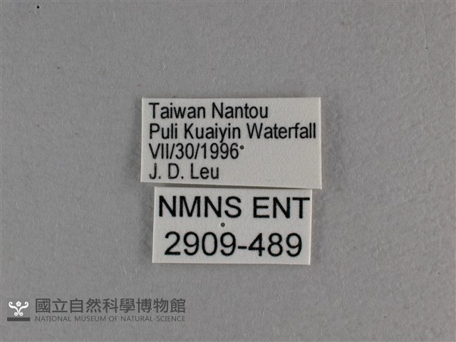 大紅蛺蝶藏品圖，第3張