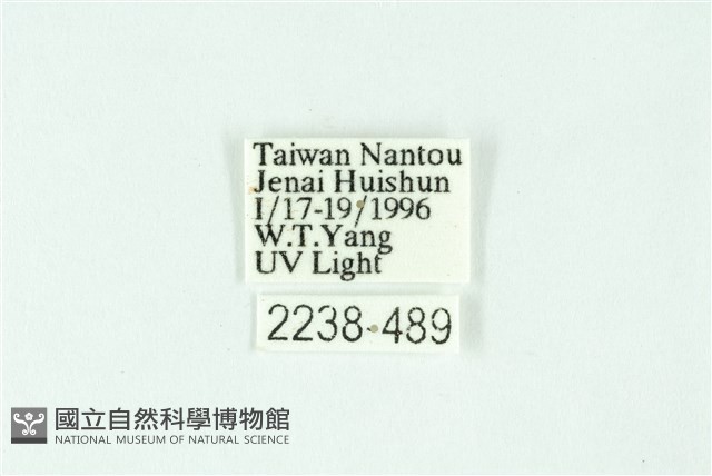 三條橙燈蛾藏品圖，第3張