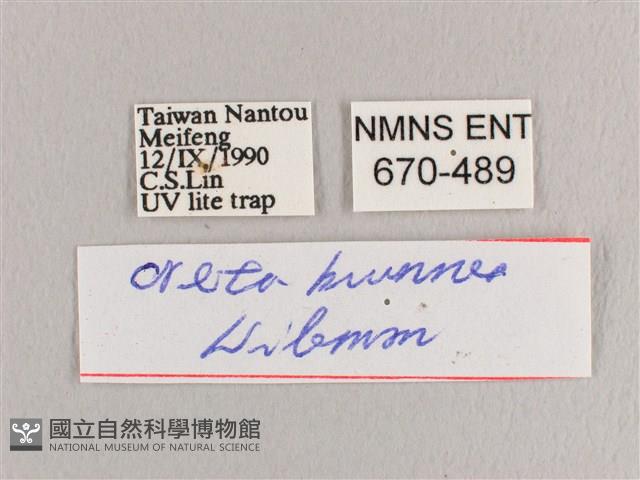 銀端帶鉤蛾藏品圖，第3張