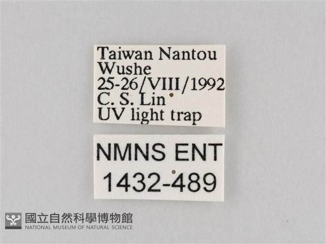 長斑擬燈蛾藏品圖，第3張