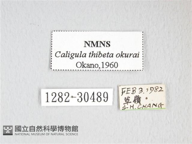 大綠目天蠶蛾藏品圖，第3張