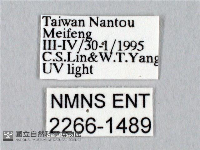 黑胸帶蛾藏品圖，第3張