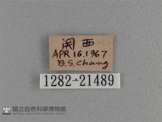 臺灣斑眼蝶藏品圖，第3張