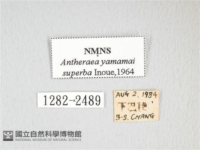 大透目天蠶蛾藏品圖，第3張