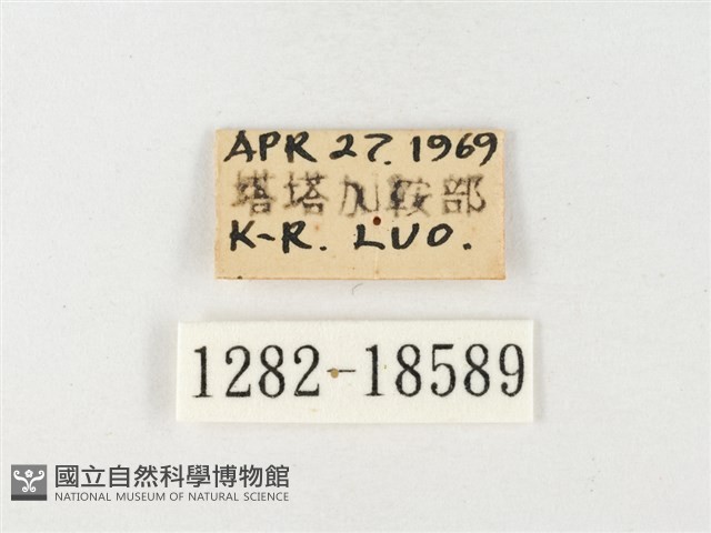 紋黃粉蝶藏品圖，第3張
