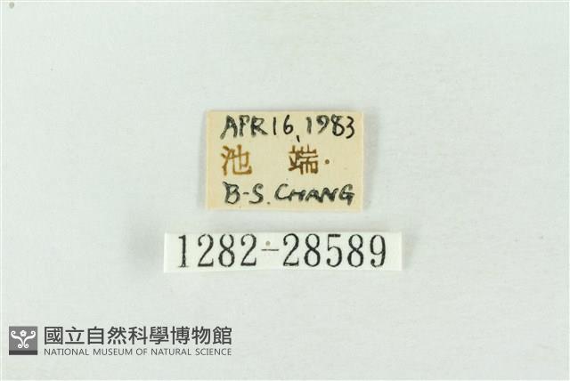 連珠波紋蛾藏品圖，第3張