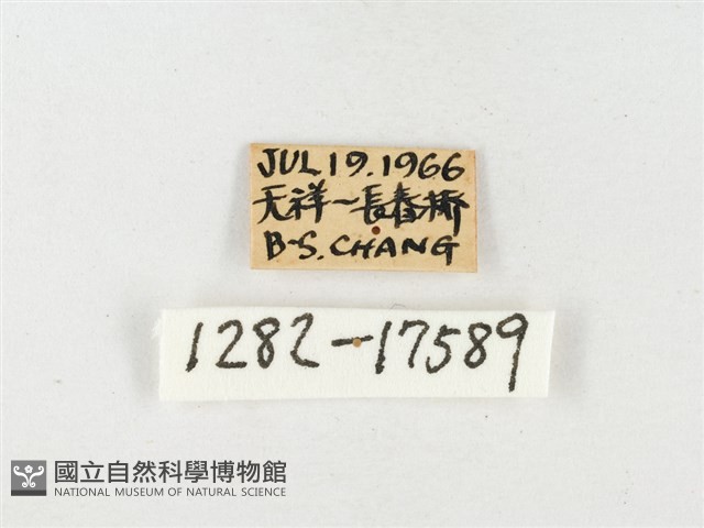 淡色黃蝶藏品圖，第3張