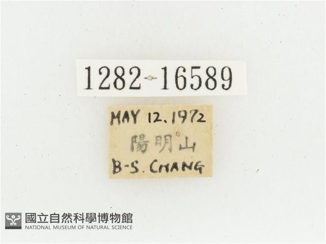 黃肩長腳花金龜藏品圖，第2張