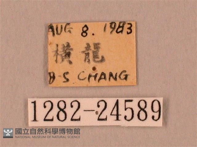 裂斑鷹翅天蛾藏品圖，第3張