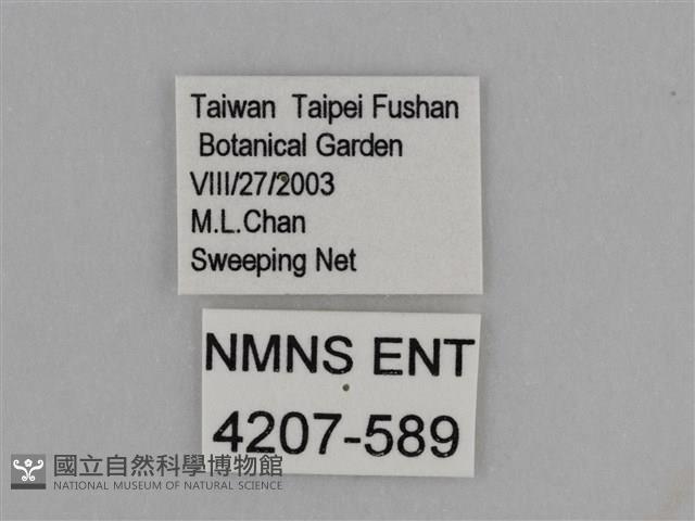 亮色黃蝶藏品圖，第3張