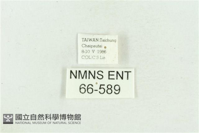 臺灣斑蕊夜蛾藏品圖，第3張