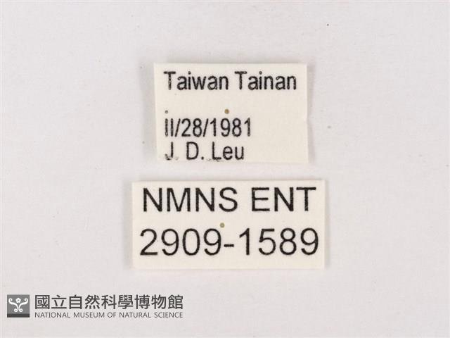 尖灰蝶、叉紋小灰蝶藏品圖，第3張