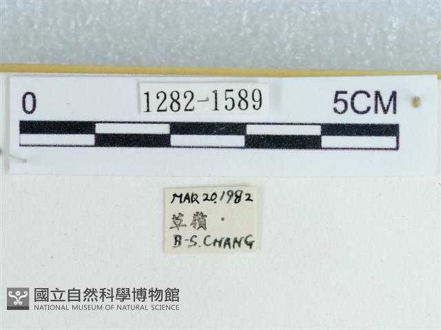 粉蝶燈蛾藏品圖，第3張