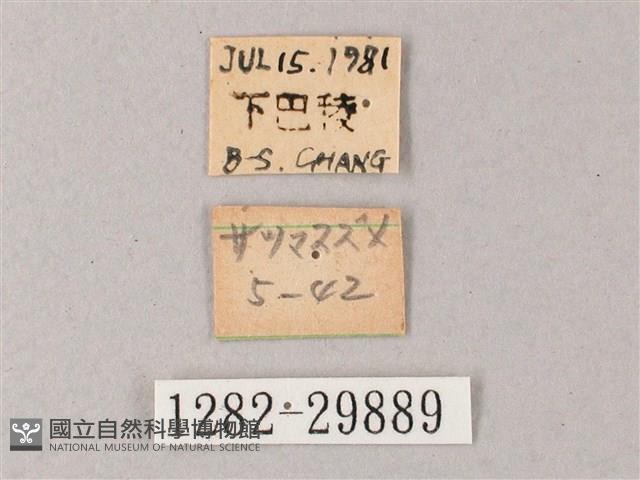 藏斜紋天蛾藏品圖，第3張