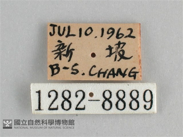 斐豹蛺蝶藏品圖，第3張