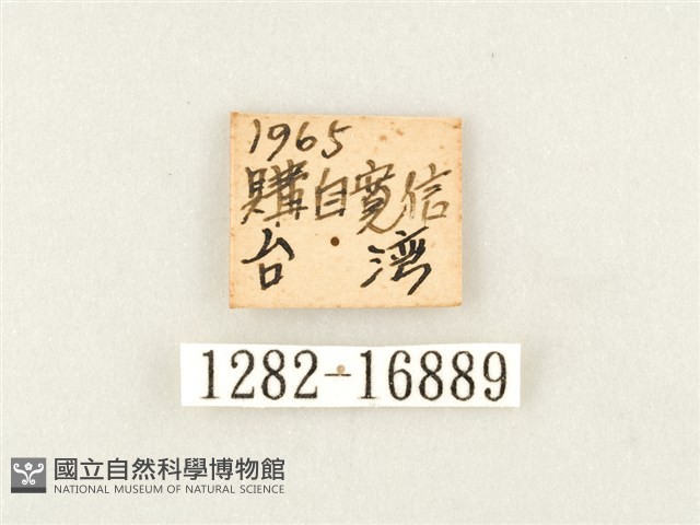綠豹蛺蝶藏品圖，第3張